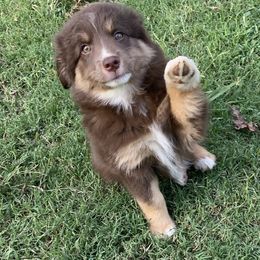 Miniature Australian Shepherd and Toy Australian Shepherd Puppies from Rye Hill Aussies