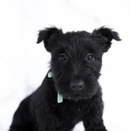 Cypress - Black male Scottish Terrier puppy in Stevens, Pennsylvania from K&M Kennel