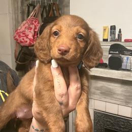 Ali - Chocolate female Dachshund puppy in Maidsville, West Virginia from L&B Lowriders
