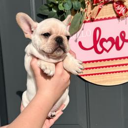 Ledger - Cream male French Bulldog puppy in Lakeland, Florida from Bulldog Chronicles