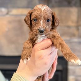 Ginger - Apricot female Cavapoo puppy in Sugar City, Idaho from Taylor's Cavapoos