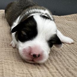 Tansy - Sable female Pembroke Welsh Corgi puppy in Elberta, Utah from 3F Farms- Pembroke Welsh Corgis and Irish Wolfhounds