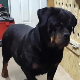 Faith - Rottweiler
