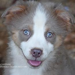 Cayenne - Red tri female Miniature Australian Shepherd puppy in Patterson, North Carolina from DreamLine Aussies
