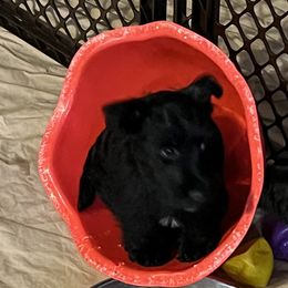 Scottish Terrier Puppies from Moo's Scotties