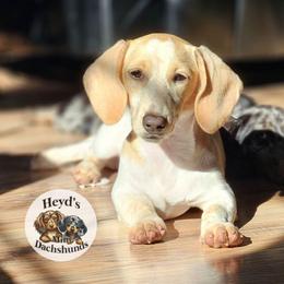 Pandora - Piebald female Dachshund puppy in Hoquiam, Washington from Heyd's Mini Dachshunds