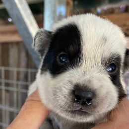 Boy 3- Mav - Blue Australian Cattle Dog puppy in Sebastopol, California from A Bar G Ranch ACDs