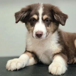 Eloise - Red tri female Toy Australian Shepherd puppy in Bethany, Oklahoma from Donna's Toy & Mini Aussies