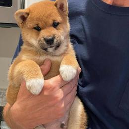 Joseph - Red male Shiba Inu puppy in Milton, Florida from Moonlight Shibas