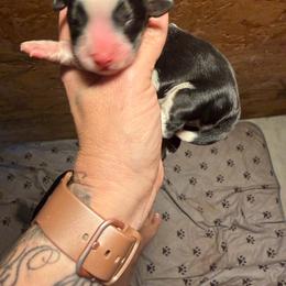 Boy boy - Black and white male English Springer Spaniel puppy in Lufkin, Texas from Shifletknight Springer Spaniels