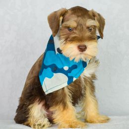 Miniature Schnauzers from Perez Miniature Schnauzers