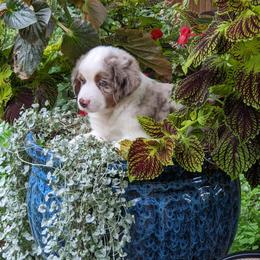 Miniature Australian Shepherd Puppies from Renegade Kennels