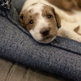 Goldendoodle Puppies from DaisysdoodlesAZ