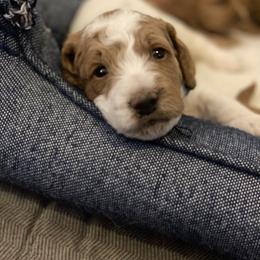 Goldendoodle Puppies from DaisysdoodlesAZ