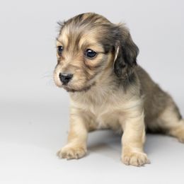 Swiss - Cream female Dachshund puppy in Boswell, Indiana from Golden Moose Homestead