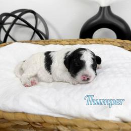 Thumper - Black and white male Bernedoodle puppy in Mount Vernon, Missouri from PoodlelyDoodlely
