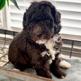 Java - Brown female Bernedoodle puppy in Rome, Georgia from Victoria’s Designer Doodles