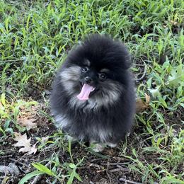 Pomeranian Puppies from Cascade Pomeranians