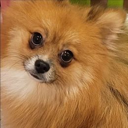 Leo - Orange sable male Pomeranian puppy in Riverside, California from Marie's Sweetie Poms