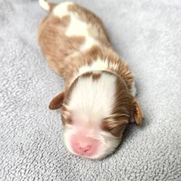 Blenheim Female - Blenheim female Cavalier King Charles Spaniel puppy in Spencer, Tennessee from Graceful Acres