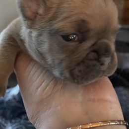 French Bulldog Puppies from Lucinda Jenkins