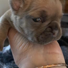 French Bulldog Puppies from Lucinda Jenkins