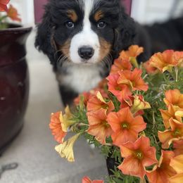 Bernese Mountain Dog Puppies from Breaking Trail Berners