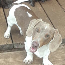 Ziggy - Dachshund
