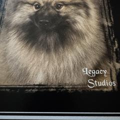 Brandi - Keeshond