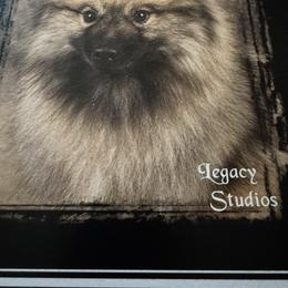 Brandi - Keeshond