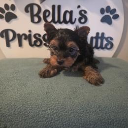 Carter - Black and gold male Yorkshire Terrier puppy in Clermont, Florida from Bella's Prissy Butts