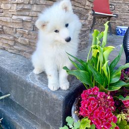Samoyed Puppies from Falling Cedar Farm Samoyeds and Eurasier’s