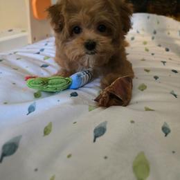 Dior - Red female Maltipoo puppy in Washington from Mt.BakerPoodles&Doodles