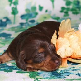 Emerald aka Emmie - Chocolate and tan female Dachshund puppy in Corbin, Kentucky from White River Valley Kennel