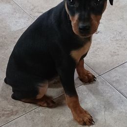 Miniature Pinscher Puppies from Meek's Min Pins