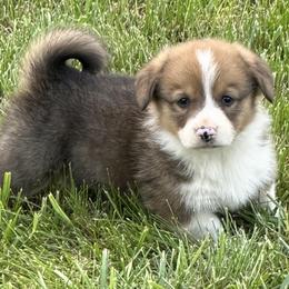 Wrangler - Red male Pembroke Welsh Corgi puppy in Hillsville, Virginia from Bonderosa Kennels