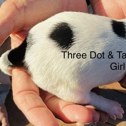 Girl 4 - female Border Collie puppy in Medford, Oregon from Pioneer Valley Border Collies