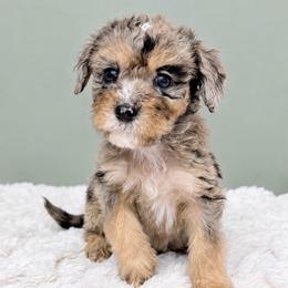 Boy 5 - Merle male Goldendoodle puppy in Springfield, Ohio from Dawson & Daryn's Royal Companions