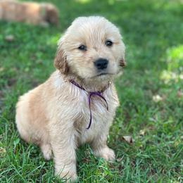 Juniper (Purple) - Golden female Golden Retriever puppy in Franklin, West Virginia from Wildmour K9