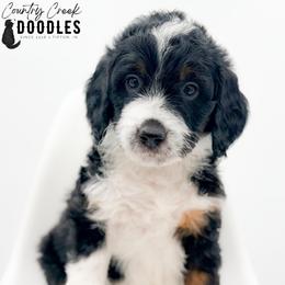 JACE - Tri-color male Bernedoodle puppy in Tipton, Indiana from Country Creek Doodles
