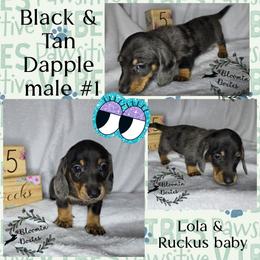 Boy 2 - Dapple male Dachshund puppy in Valrico, Florida from Bloomin Doxies