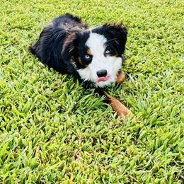Romeo - Toy Australian Shepherd