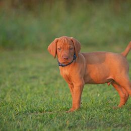 German Shorthaired Pointer and Vizsla Puppies from Nosam Kennels