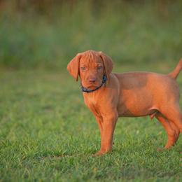 German Shorthaired Pointer and Vizsla Puppies from Nosam Kennels