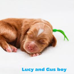 Tide - Caramel male Australian Labradoodle puppy in Diamond Bar, California from Furrytaildoodles