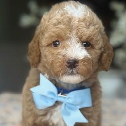 Ziggy - Apricot male Goldendoodle puppy in Yuciapa, California from AlltheDoodlez_