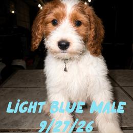 Light Blue changed to green collar - aka California - Nevada - Parti male Goldendoodle puppy in Eunice, Louisiana from Maison De Pawz