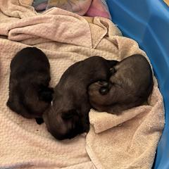 Tibetan Spaniel Puppies from Shangri-La Tibetan Spaniels