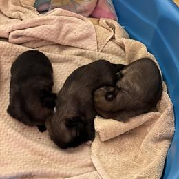 Tibetan Spaniel Puppies from Shangri-La Tibetan Spaniels