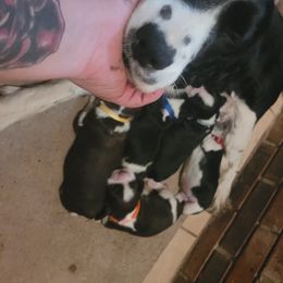 English Springer Spaniel Puppies from 31 Pines Springers & Retrievers